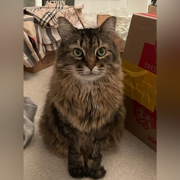 Lululemon Hoodie with Ponytail Hole - Picture 10 of 11